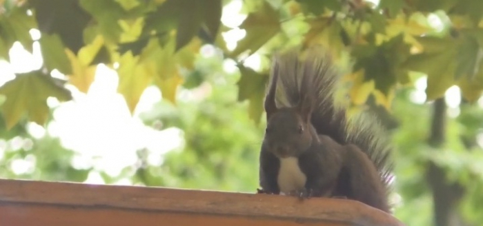 У Підзамковому парку Ужгорода відвідувачів зустрічають молоді білки (ВІДЕО)
