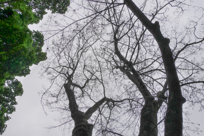 До уваги ужгородських водіїв: завтра в місті частково перекриють рух для авто