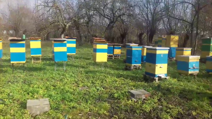 На Хустщині виготовляють унікальні лікарські препарати (ВІДЕО)