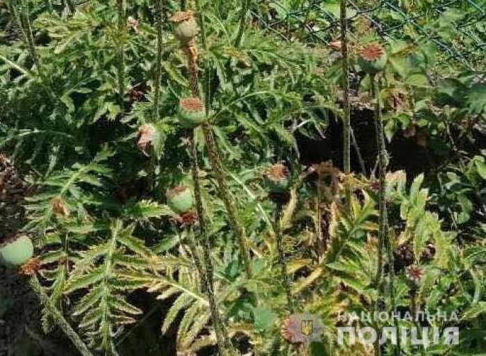 У Закарпатті виявили виявили посіви снотворного маку 