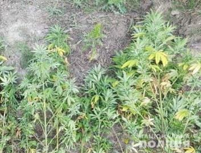 На Тячівщині поліціянти "винюхали" грядку з коноплею в місцевої жінки
