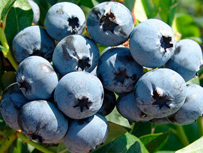 Одна з найбільших плантацій лохини України - на Закарпатті (ВІДЕО)