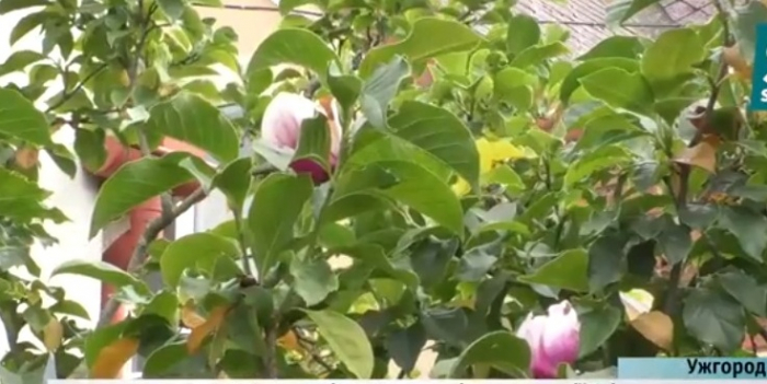 Знову весна: в Ужгороді вдруге за рік зацвіли магнолії (ВІДЕО)