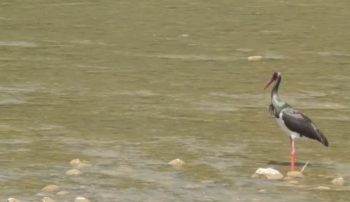 На Ужі в обласному центрі помітили рідкісного птаха (ВІДЕО)