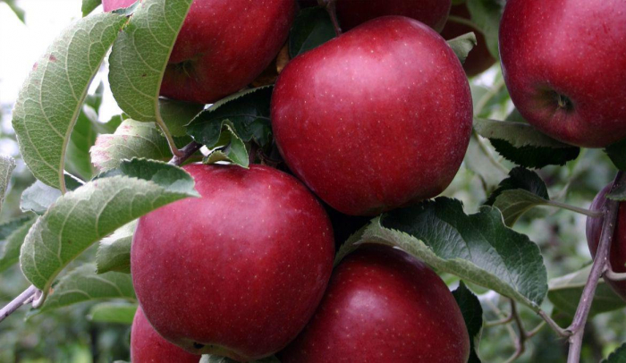 Вісім сортів яблук дозрівають на 30 гектарах у Соловці Ужгородського району