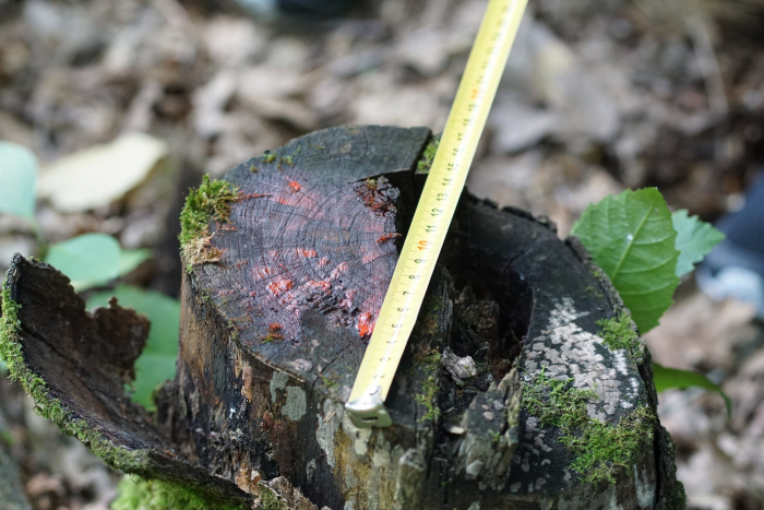 Закарпатські лісівники розповіли подробиці вибірково-санітарної рубки на Ужгородщині 
