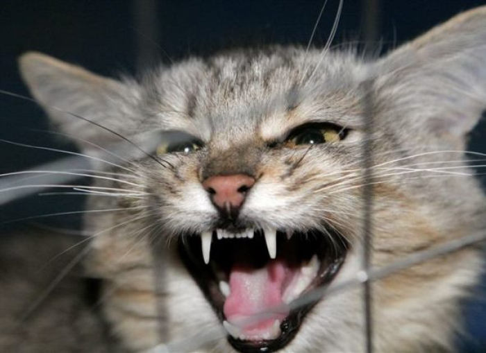 На Закарпатті вже підтвердили 129 випадків сказу у тварин