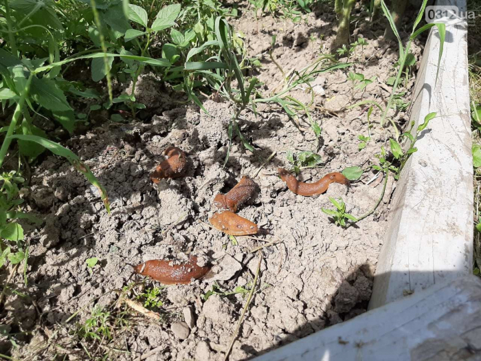 Руда напасть: городи закарпатців потерпають від іспанських слимаків - як боротись (ФОТО)