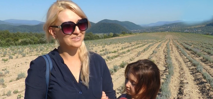 На Перечинщині знаходиться найбільша промислова плантація лаванди в Україні