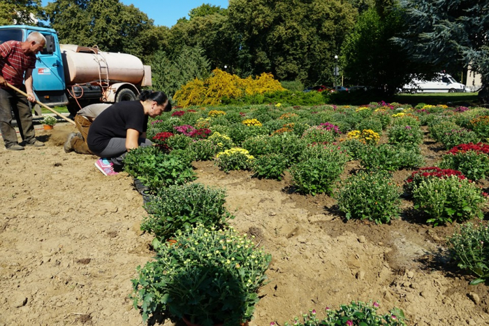 В Ужгороді висаджують хризантеми на вул. Собранецькій, Миколи Бобяка та площі Дружби Народів
