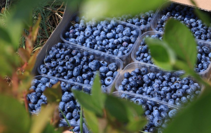 На противагу фастфуду: в Ужгороді діє доставка лохини
