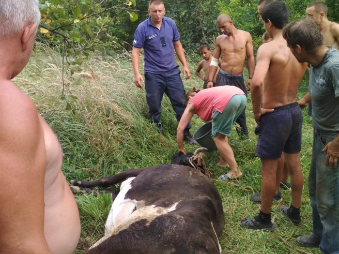 "Рогатий" порятунок: Як на Берегівщині з пастки витягували корову (ФОТО)