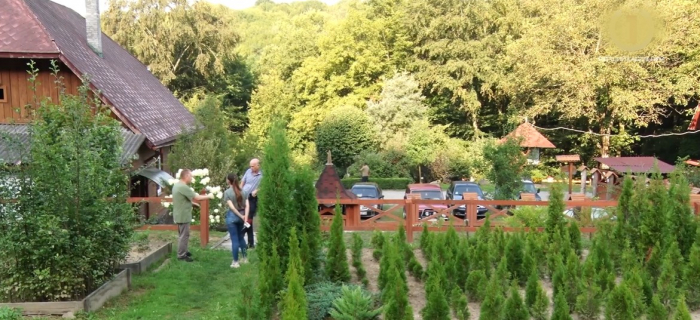 На Закарпатті вирощують одне з найдавніших видів дерев планети (ВІДЕО)