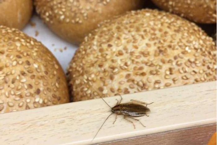 Таргани - по випічці: ужгородка оприлюднила жахливе відео 