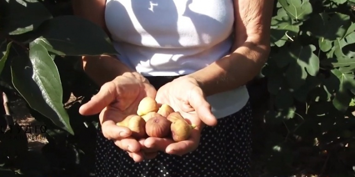 Від винограду до хурми та інжиру: на Виноградівщині з плантації збирають цілу колекцію екзотичних фруктів