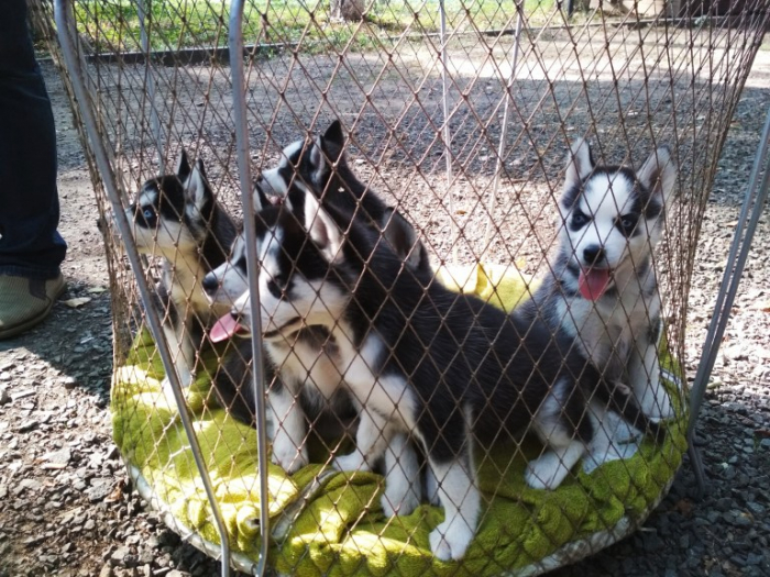 Ужгородців запрошують на виставку собак