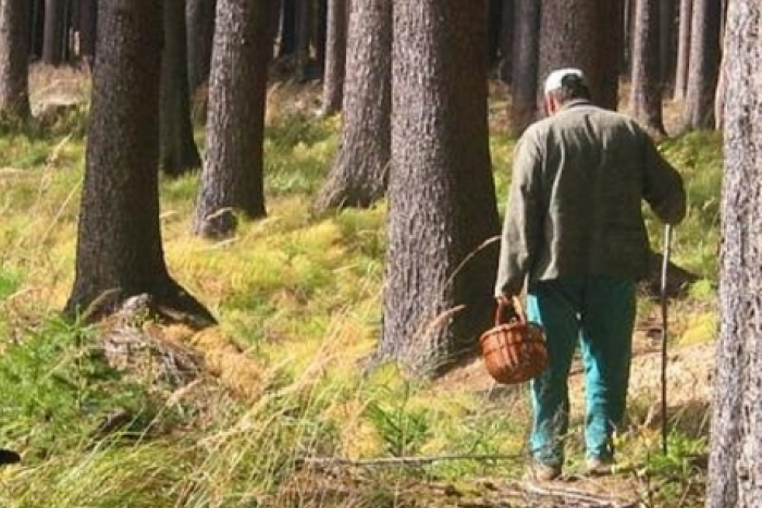 Щодня закарпатці збирають по декілька відерець грибів (ВІДЕО)