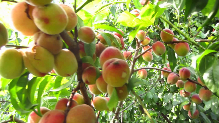 На Берегівщині - пік сезону збору персиків (ВІДЕО)