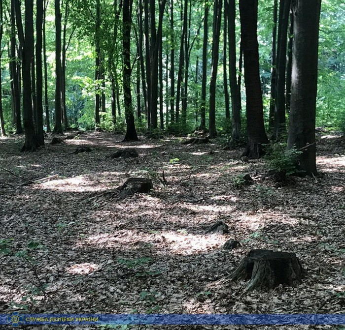 СБУ викрила незаконну вирубку дерев у природно-заповідному фонді Ільницького лісництва на Закарпатті
