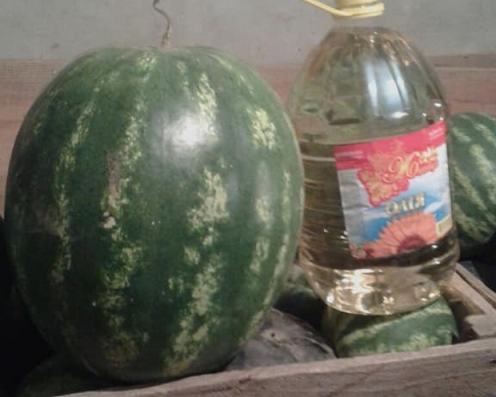 Кавун-велетень виріс на городі у жительки Ужгорода Марії Перечинської