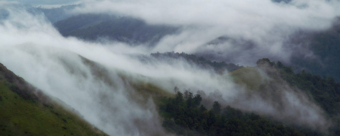 Закарпатські лісівники закликають зберегти природу Свалявщини