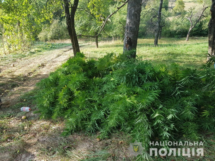 На Іршавщині поліція шукає "фермерів", що засадили ділянку коноплею