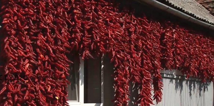 Село з «перчинкою» на Ужгородщині: тут ніхто не сидить без діла (ВІДЕО)