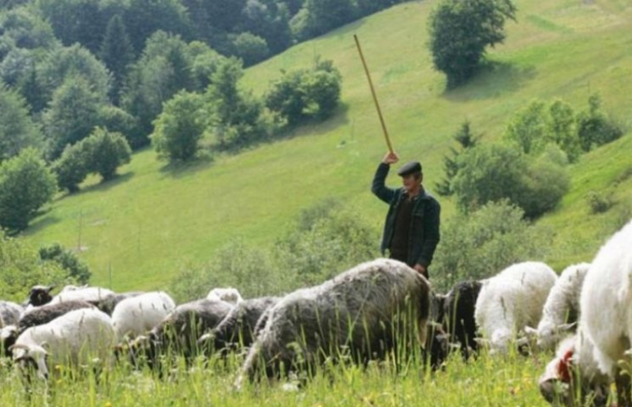 Рідкісна професія: як живуть закарпатські вівчарі (ВІДЕО)