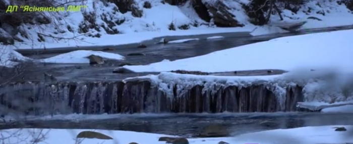 Як лісівники на Рахівщині стримують бурхливі води річки Лазещина (ВІДЕО)