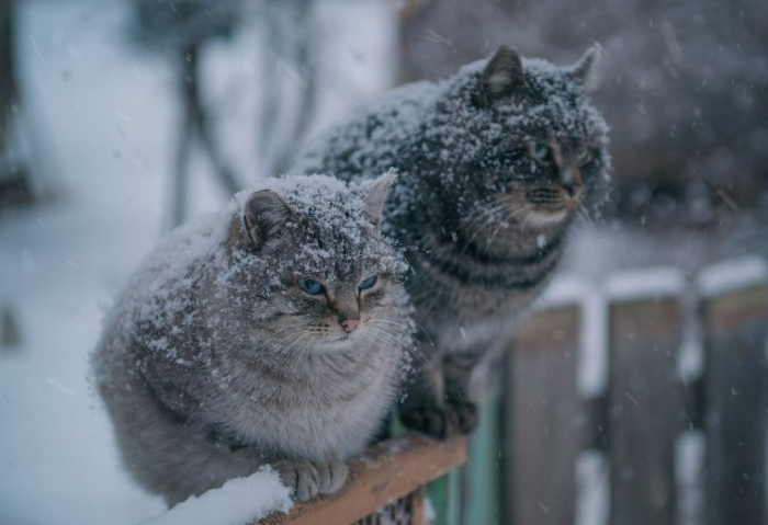 Дощ і мокрий сніг прогнозують на Закарпатті в середу