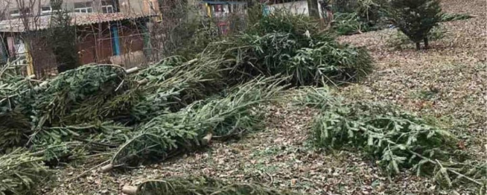 В Ужгороді підприємці викинули 1000 непроданих ялинок