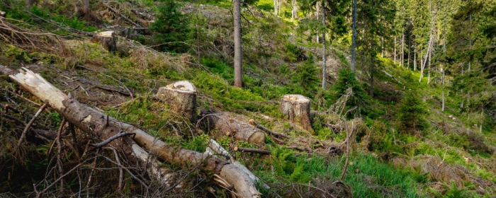 Збитки майже на 100 тисяч: на Закарпатті судитимуть лісівника за незаконну рубку дерев