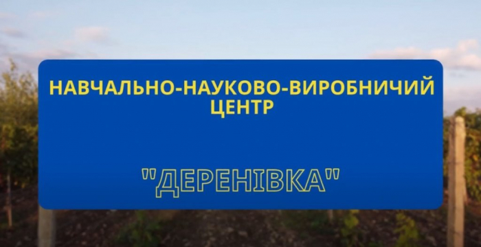 Золота осінь на винограднику Ужгородського національного університету (ВІДЕО)