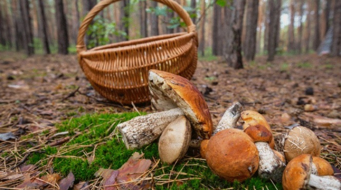 На Хустщині два дні шукають чоловіка, який пішов по гриби і зник у лісі