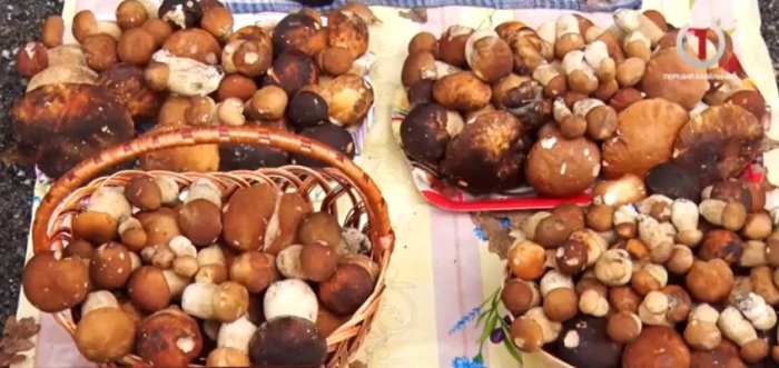 Тихе полювання: реалії грибного бізнесу на Берегівщині