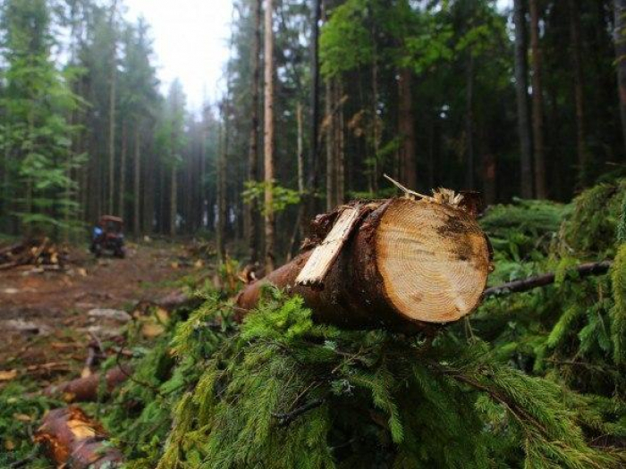 Судитимуть посадовців Хустського лісництва, які допустили незаконні рубки зі збитками у понад 8,5 млн грн