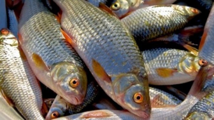 Рибалок-порушників на Закарпатті притягли до адміністративної відповідальності
