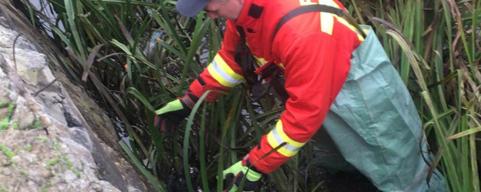 На Закарпатті врятували собаку, який 2 дні провів на острівці посеред річки
