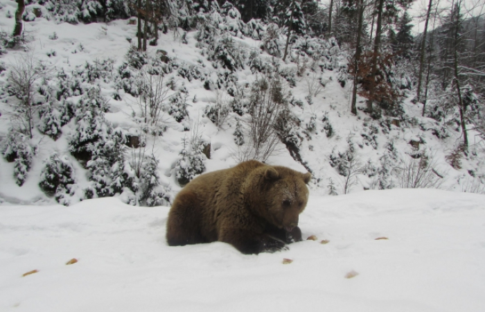 Кілька ведмедів у нацпарку “Синевир” ще не впали у сплячку (ФОТО)