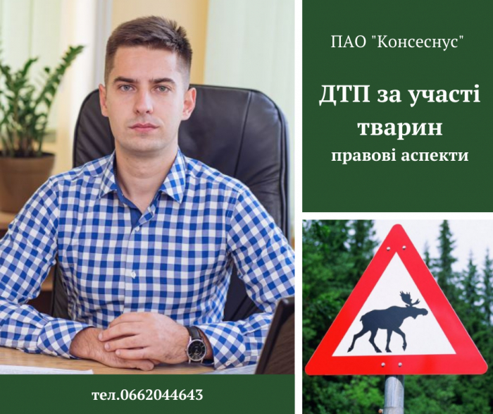 Закарпатські юристи: потрапили в ДТП за участі собаки, що робити?  