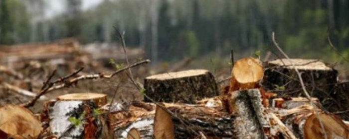 19-річного закарпатця судитимуть за незаконну рубку лісу
