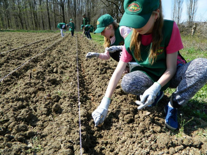 Лісівники Берегівщини запевняють, що заліснять майже 33 гектари молодими лісами
