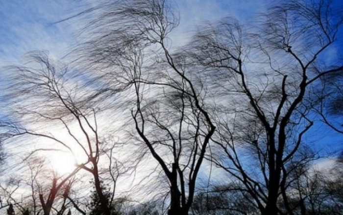 Власників авто в Ужгороді просять не паркувати машини під деревами