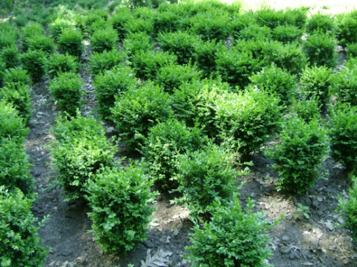 Ужгородські лісівники пропонують посадматеріал для ландшафтного дизайну