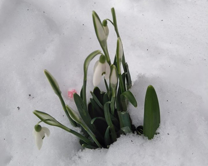 На Закарпатті розквітли перші підсніжники