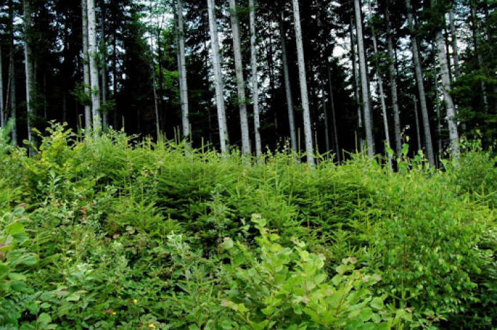  Ліс роститимуть за сучасними технологіями: закарпатцям розповіли, як це діятиме