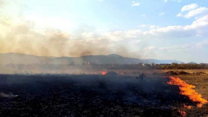 Чи зацвіте Долина нарцисів після двох пожеж за тиждень? (ВІДЕО)
