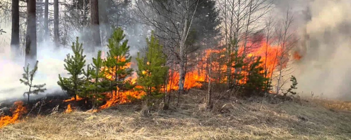 Бути свідомим: лісівники закликають закарпатців не палити суху траву та сміття