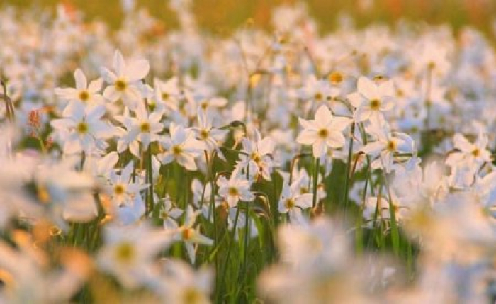 До уваги закарпатців: Долину нарцисів заборонили відвідувати