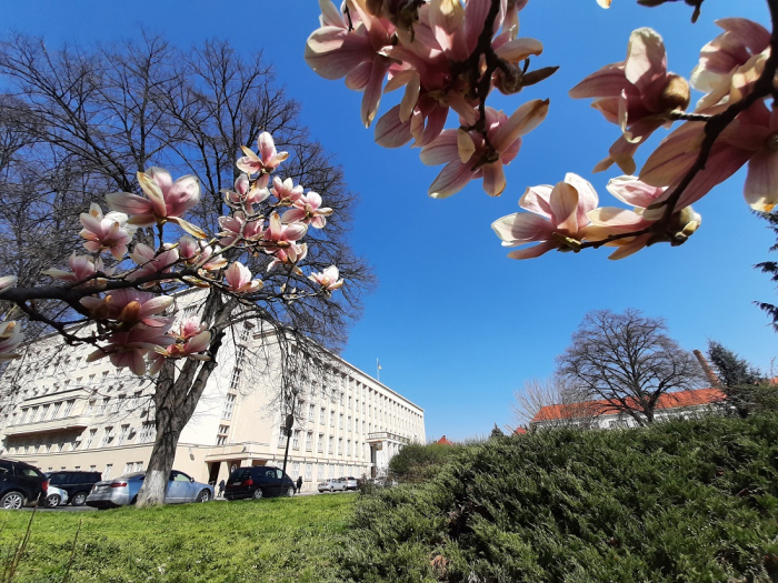 Ужгород починає квітнути. Але пік цвітіння ще не настав (ФОТО)